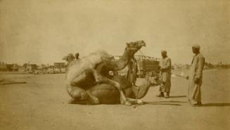 Camels Mating