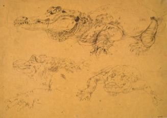 Studies of a Crocodile, Turin by Alexander Fraser