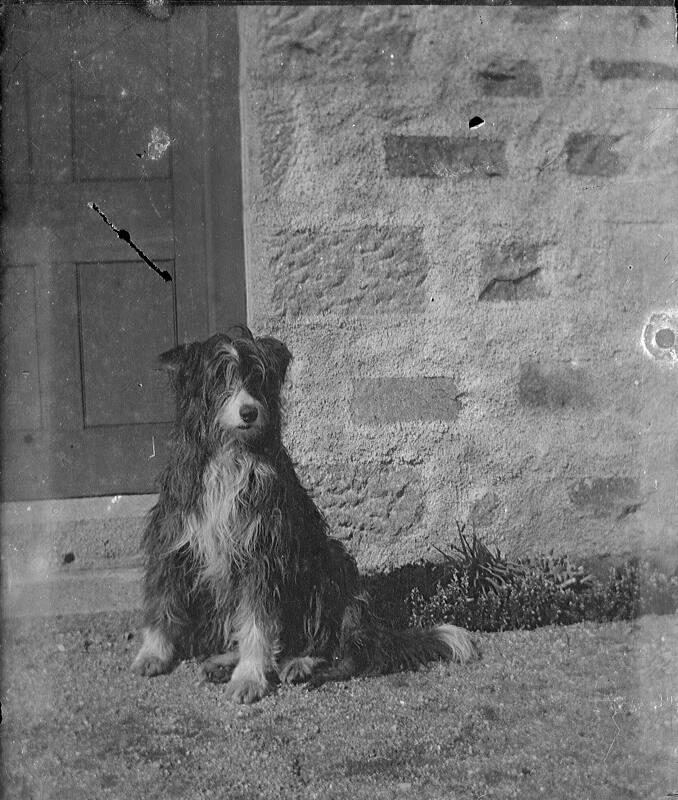 Dog Seated at Doorway