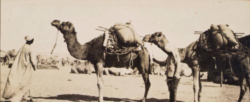 Camels (Photograph Album Belonging to James McBey)