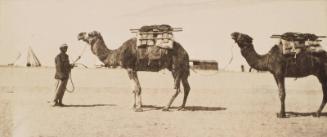 Camels (Photograph Album Belonging to James McBey)