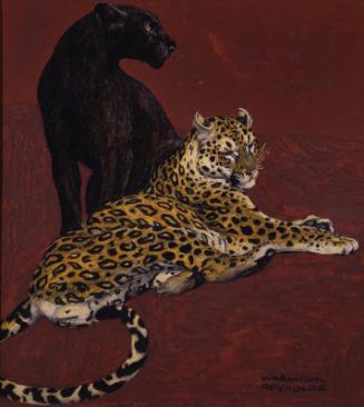 Jaguar and Black Panther