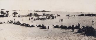 Camels at Rest (Photograph Album Belonging to James McBey)