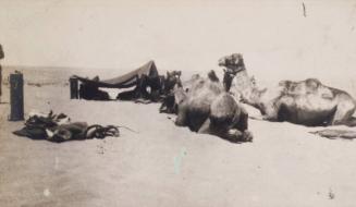 Camels at Rest (Photograph Album Belonging to James McBey)