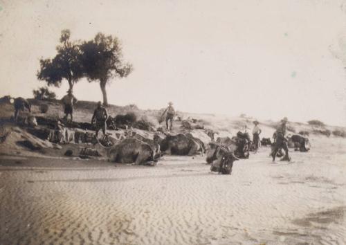 Preparing the Camels (Photograph Album Belonging to James McBey)