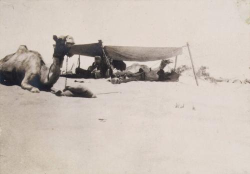 Camel Patrol Resting (Photograph Album Belonging to James McBey)