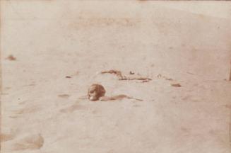 Bones in the Desert (Photograph Album Belonging to James McBey)