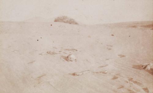 Bones in the Desert (Photograph Album Belonging to James McBey)