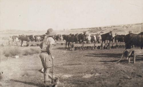 Feeding the Horses (Photograph Album Belonging to James McBey)