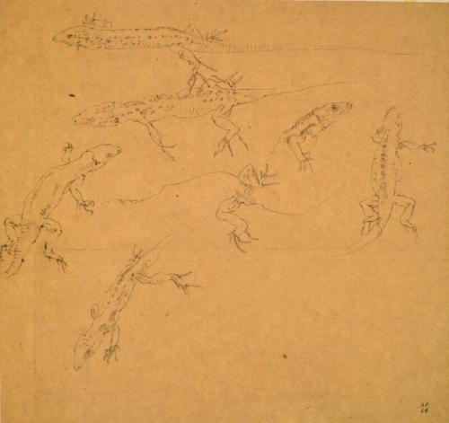 Studies of a Lizard, Ravenna by Alexander Fraser