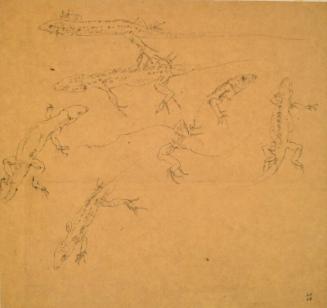 Studies of a Lizard, Ravenna by Alexander Fraser