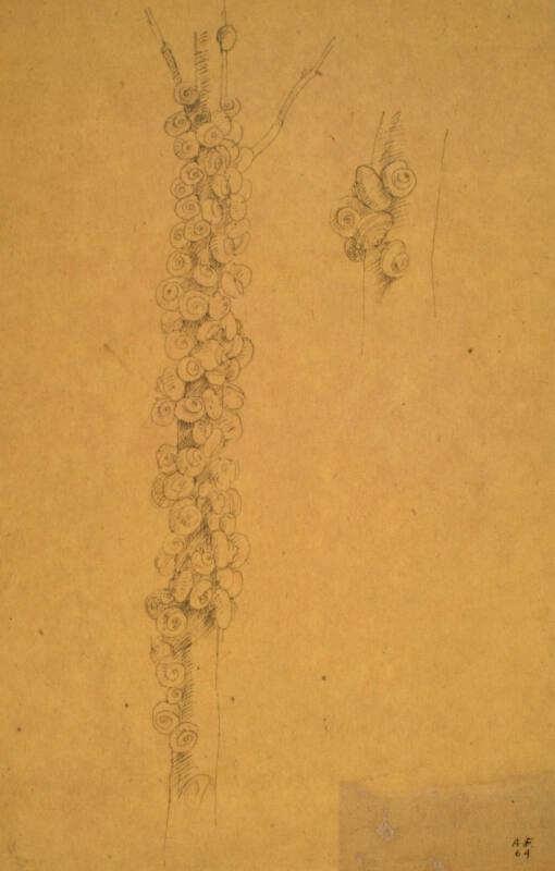 Snails, Ravenna by Alexander Fraser