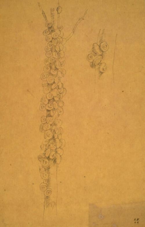 Snails, Ravenna by Alexander Fraser