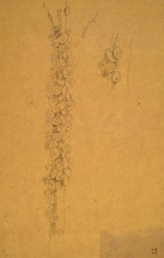 Snails, Ravenna by Alexander Fraser