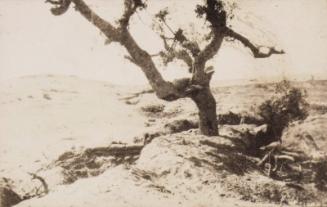 Trenches (Photograph Album Belonging to James McBey)