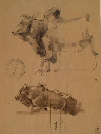 Two Studies of an Ox by Alexander Fraser