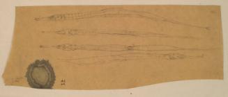 Studies of a Pipefish, Ravenna by Alexander Fraser