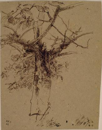 Study of a Tree, Bertangle by Alexander Fraser