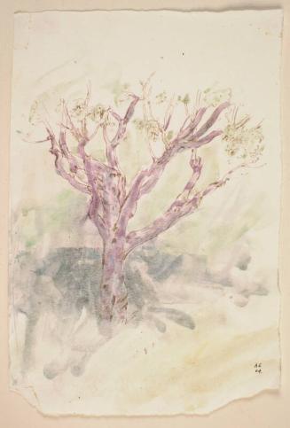 Study of a Shrub, Padua by Alexander Fraser