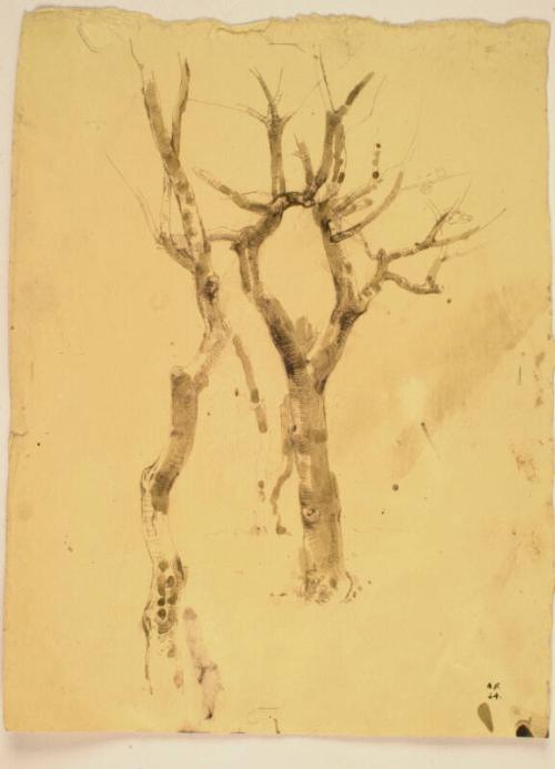 Study of Two Trees, Padua by Alexander Fraser