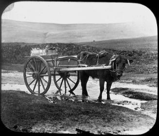 glass lantern slide captioned 'The Hoy Express' showing a cow and cart (GWW)