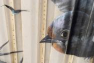 Hand-Painted Chiffon Swallow Fan with Ivory Sticks