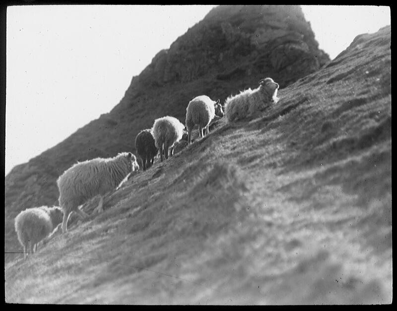 glass lantern slide showing Shetland sheep