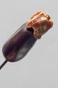 Decorative Hatpin with Acorn