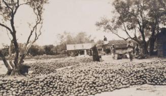 Melon Harvest (Photograph Album Belonging to James McBey)