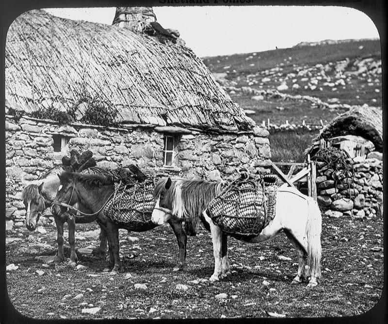 glass lantern slide showing Shetland ponies (GWW)