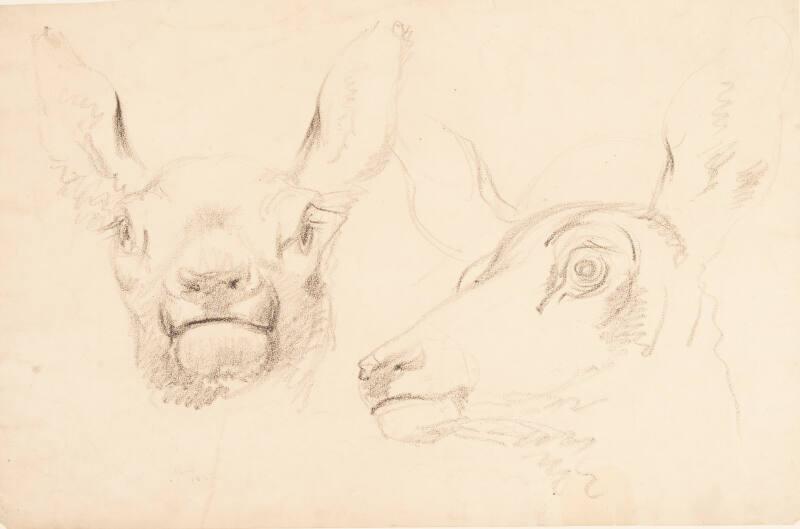 Studies Of Deer At Mar Lodge