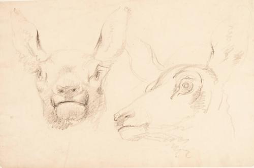 Studies Of Deer At Mar Lodge