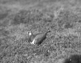 glass lantern slide showing a lapwing