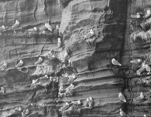 glass lantern slide showing birds nesting on a cliff