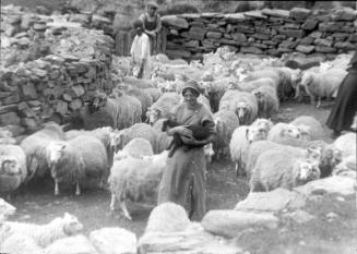 glass lantern slide showing Shetland sheep