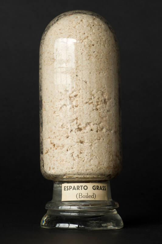 Process Sample of Boiled Esparto Grass