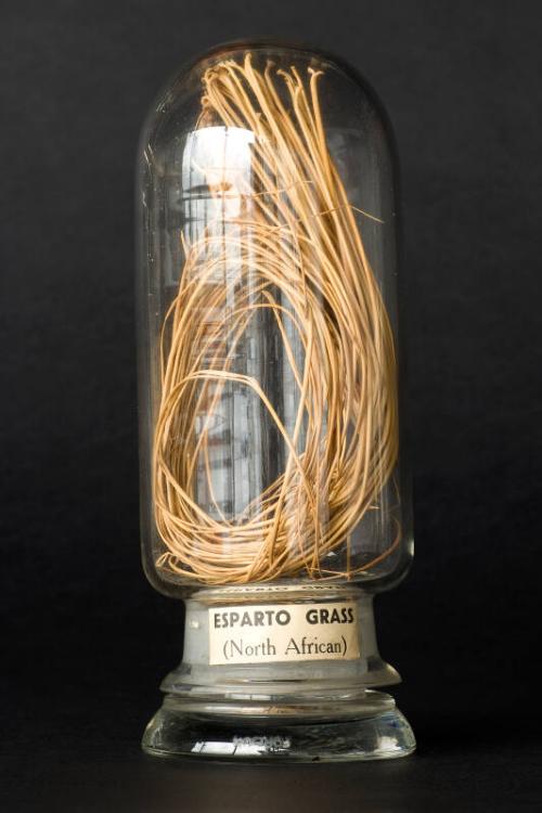 Process Sample of North African Esparto Grass