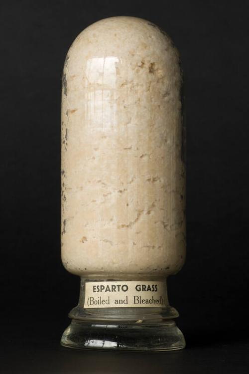 Process Sample of Boiled and Bleached Esparto Grass