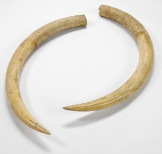 Pair Of Elephant Tusks