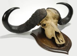 Cape Buffalo Trophy