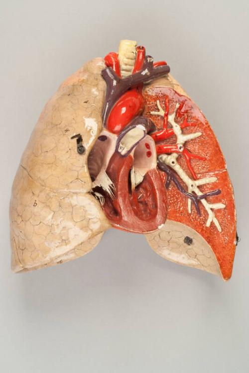 Model of Lungs