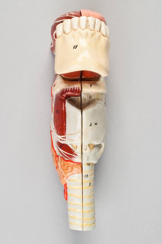 Model of Tongue, Mandible, Trachea and Oesophagus