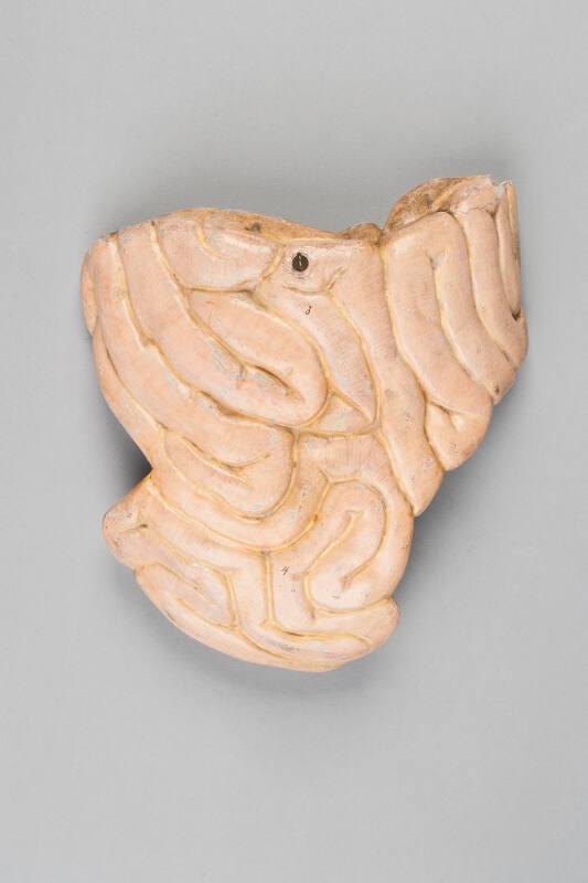 Model of Small Intestine