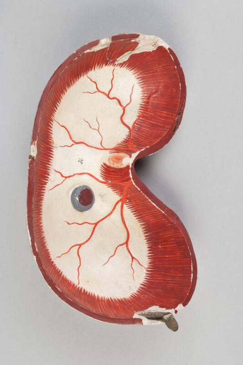 Model of Diaphragm