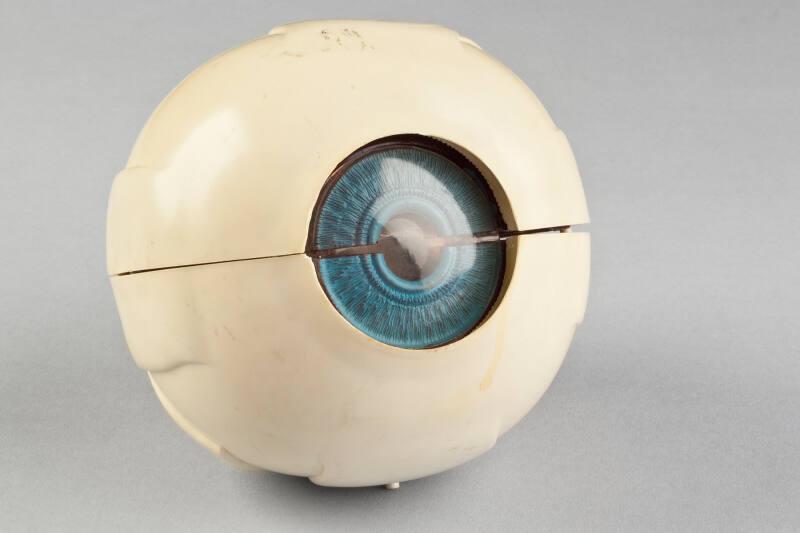 Model Eye