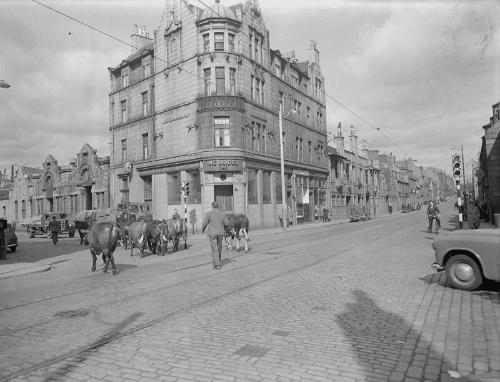 Cattle on George Street