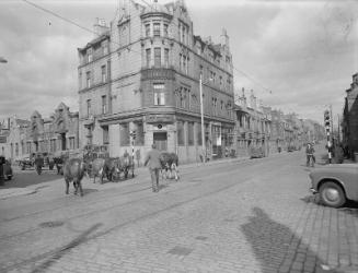 Cattle on George Street