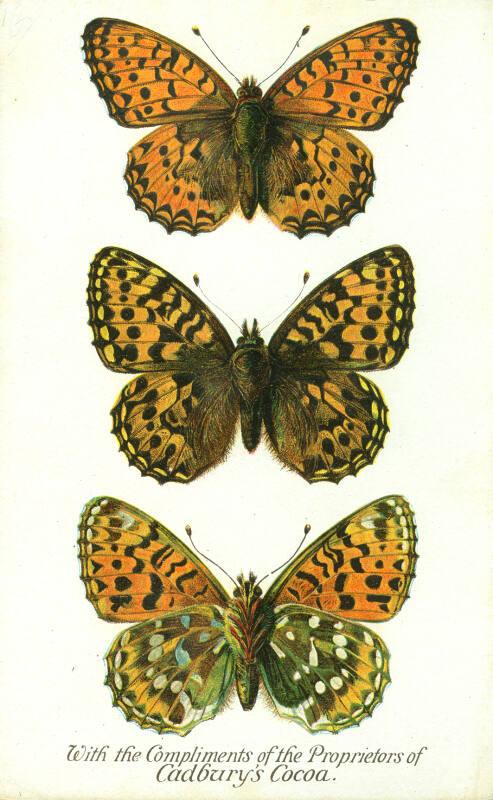 Cadbury's Butterfly and Moth Reward Card: The Dark-Green Fritillary Butterfly