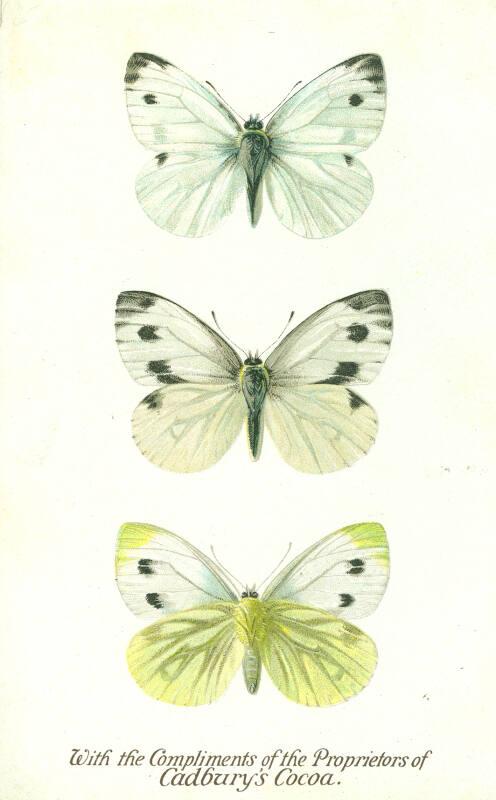 Cadbury's Butterfly and Moth Reward Card: The Green-Veined White Butterfly