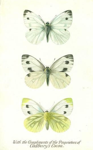 Cadbury's Butterfly and Moth Reward Card: The Green-Veined White Butterfly